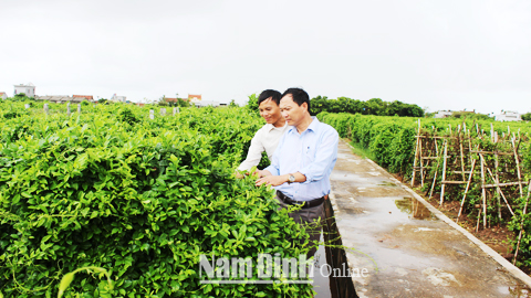 Vùng trồng cây dây thìa canh theo tiêu chuẩn GACP-WHO tại xóm 3, xã Hải Lộc.