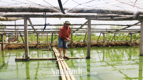 Cơ sở sản xuất giống và nuôi thương phẩm cá chạch đồng của người dân Thị trấn Quỹ Nhất (Nghĩa Hưng).