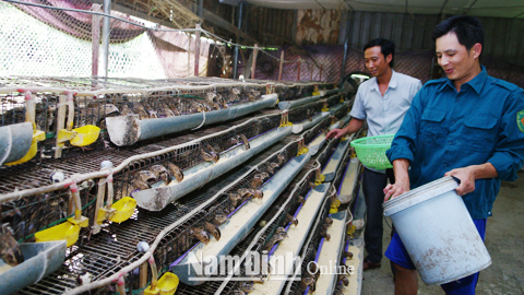 Mô hình nuôi chim cút của gia đình anh Hoàng Trung Sơn, xóm Thượng, thôn Mai Xá, xã Mỹ Xá.