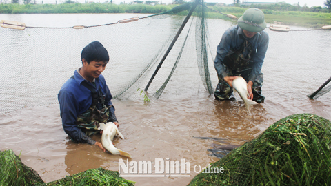 Người dân huyện Trực Ninh thu hoạch cá nước ngọt.