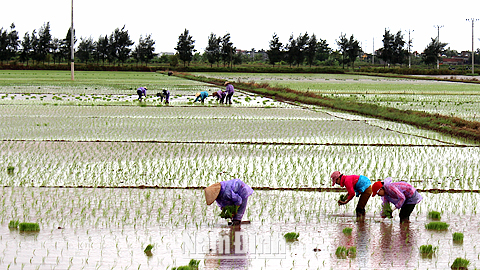 Nông dân xã Xuân Ninh (Xuân Trường) cấy lúa mùa.