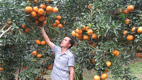 Cam sành, một trong những cây trồng thế mạnh của Hà Giang.