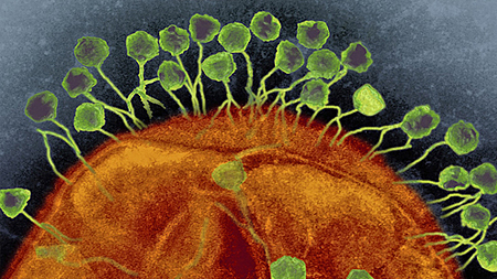  Virus (màu xanh) tấn công và tiêu diệt một vi khuẩn (màu cam). Ảnh: WP.
