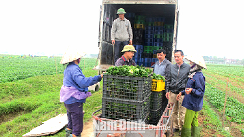 Thu hoạch rau cải bi na tại mô hình sản xuất rau xuất khẩu theo công nghệ Nhật Bản, xã Yên Cường (Ý Yên).