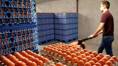 Trứng tại trang trại ở Bỉ đang được đóng gói để cung cấp cho thị trường. (Ảnh: Reuters)