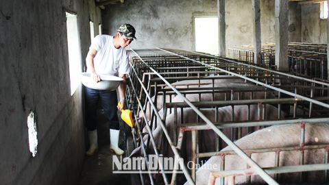 Trang trại chăn nuôi tổng hợp của anh Trần Văn Du, xóm 2, xã Giao Long mỗi năm thu lãi trên 300 triệu đồng.