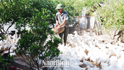 Trang trại chăn nuôi gà, vịt của gia đình anh Cao Văn Tư, thôn Trai, xã Nam Cường cho thu nhập 150 triệu đồng/năm.