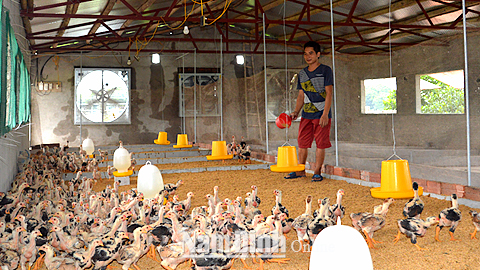 Gia trại của gia đình anh Trần Công Khảm ở thôn Quang Liệt, xã Mỹ Hà thường xuyên nuôi hơn 200 con lợn, trong đó có 40 con lợn nái; hơn 600 con gà Đông Tảo.