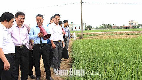 Tham quan mô hình tích tụ ruộng đất sản xuất lúa giống tại xã Trực Hùng (Trực Ninh) của Cty TNHH Cường Tân.