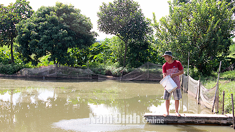 Chăm sóc đàn cá nước ngọt tại hộ gia đình ông Trần Văn Lộc, xóm 1, xã Mỹ Hưng.