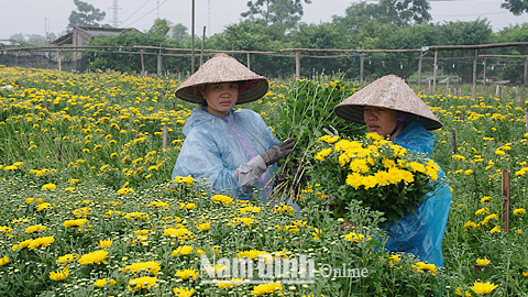 Gia đình anh Đoàn Xuân Thiện, xóm Mỹ Tiến 2, xã Nam Phong (TP Nam Định) thu hoạch hoa thương phẩm.