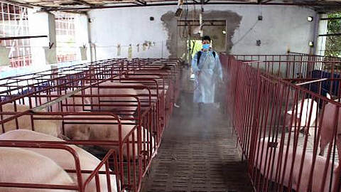Nhân viên Thú y phun thuốc tiêu độc, khử trùng khu vực chăn nuôi lợn 