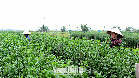 Gia đình chị Nguyễn Thị Nhũ, xóm Thượng Trang, xã Mỹ Tân trồng 2,3 sào hoa cúc, mỗi năm cho thu nhập khoảng 100 triệu đồng.