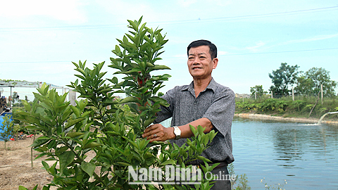 Đảng viên Nguyễn Thanh Ngung, xã Yên Lương (Ý Yên) là chủ trang trại làm kinh tế giỏi.