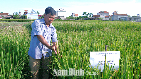 Cán bộ THT dịch vụ vật tư nông nghiệp Giao Phong kiểm tra chất lượng giống lúa mới được khảo nghiệm trong vụ xuân 2017.