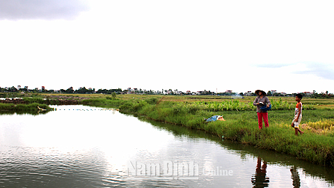 Ao nuôi cá ven đê sông Đáy của hộ anh Tạ Văn Hoàn, xóm Tự Do, xã Yên Chính (Ý Yên).