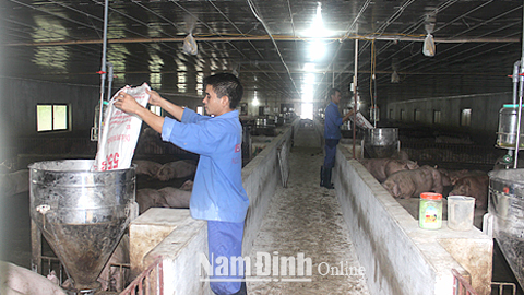 Nhiều hộ chăn nuôi lợn trong tỉnh gặp khó khăn do giá lợn sụt giảm từ cuối năm 2016 đến nay (Trong ảnh: Trang trại chăn nuôi lợn ở xã Liên Bảo, huyện Vụ Bản).