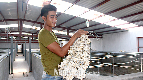 Kiểm tra chất lượng nguyên liệu vỏ hàu làm giá thể trong sản xuất hàu giống tại trại giống thủy sản của anh Nguyễn Văn Lương, xóm 1, xã Hải Phúc (Hải Hậu).
