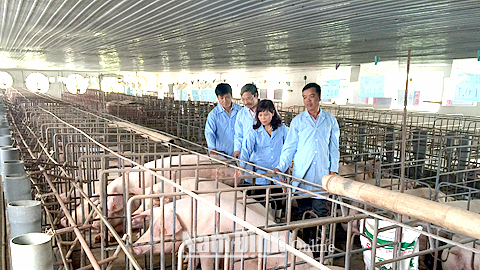 Giám sát dịch bệnh trên đàn lợn tại xã Xuân Thượng (Xuân Trường).