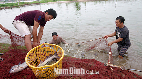 Thu hoạch cá lăng, cá trắm đen ở hộ ông Lê Văn Bản, xã Xuân Hòa (Xuân Trường).