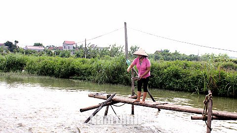 Chăm sóc đàn cá tại hộ gia đình ông Vũ Văn Quynh, xóm 12, xã Nghĩa Lợi.