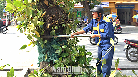 Công nhân Cty CP Công trình đô thị Nam Định cắt sửa cây xanh tạo mỹ quan đô thị.