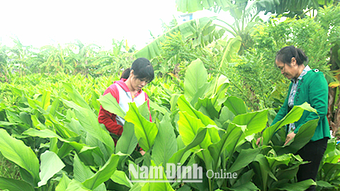 Chị Vũ Thị Trang (áo đỏ), xóm 14, xã Hải Quang (Hải Hậu) chăm sóc vườn nghệ của gia đình.