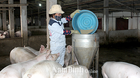 Một trang trại chăn nuôi lợn nằm trong vùng quy hoạch chăn nuôi tập trung của Thị trấn Rạng Đông (Nghĩa Hưng). Ảnh: Do cơ sở cung cấp