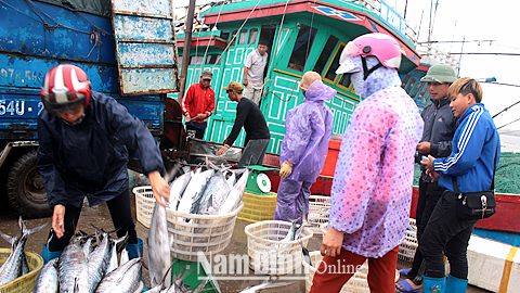 Mặc dù thời tiết diễn biến phức tạp nhưng ngư dân huyện Hải Hậu vẫn có một mùa bội thu.