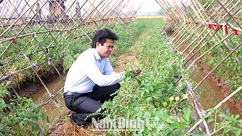 Cán bộ HTX SXKD DVNN Nghĩa Hồng kiểm tra sự phát triển của cây cà chua thuộc cánh đồng đội 4, xã Nghĩa Hồng.