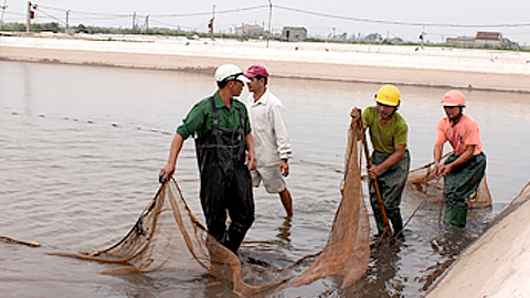 Người dân khu 6, xã Bạch Long (Giao Thủy) thu hoạch cá kèo.