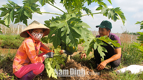 Gia đình chị Phạm Thị Mai, xã Xuân Phương chăm sóc cây ăn quả trong trang trại tổng hợp của gia đình.