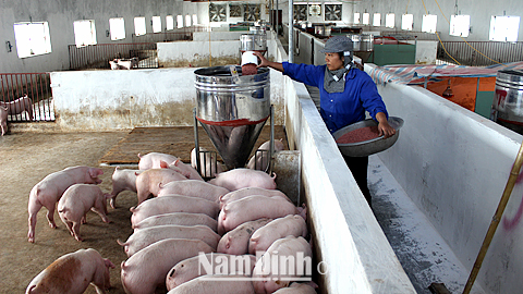 Một trang trại chăn nuôi lợn thịt ở xã Hải Đông (Hải Hậu).
