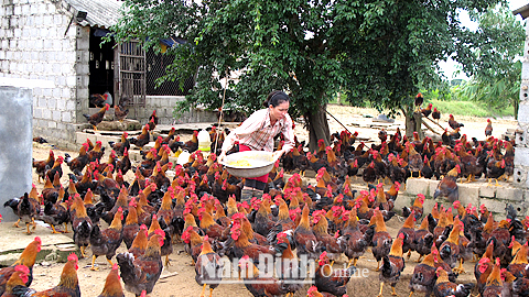 Chăm sóc gà thả đồng tại gia đình anh Trần Văn Bảy, thôn Phú Lão, xã Minh Thuận (Vụ Bản).