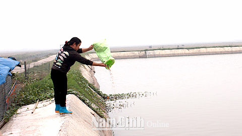 Chăm sóc tôm thẻ chân trắng và cá nước ngọt truyền thống tại hộ ông Vũ Văn Nhi, xóm Tây Sơn, xã Giao Châu.
