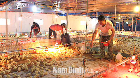 Người chăn nuôi xã Hoàng Nam (Nghĩa Hưng) sử dụng đèn sưởi, đảm bảo đủ ấm cho gà con trong mùa rét.