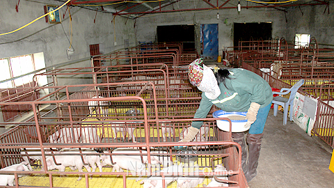 Trang trại nuôi lợn giống của ông Đinh Văn Thiểm, xã Hoàng Nam (Nghĩa Hưng).