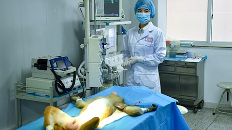 Các nhà khoa học Trung Quốc đã ghép thành công các mạch máu được sản xuất từ máy in 3D lên khỉ thí nghiệm. (Nguồn: CNN)