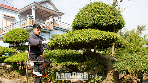 Gia đình anh Lâm Văn Đức, xóm 2, trồng 4 sào cây cảnh gồm: sanh, tùng, mộc hương, hoa hồng mỗi năm thu nhập trên 100 triệu đồng.