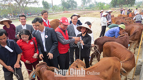 Lãnh đạo Trung ương Hội CTĐ Việt Nam, Hội CTĐ tỉnh và các nhà tài trợ tặng bò sinh sản cho các hộ nghèo trên địa bàn huyện Hải Hậu.