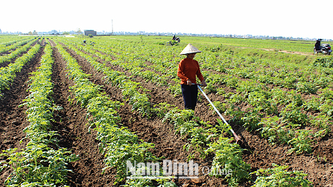 Nông dân Thị trấn Nam Giang (Nam Trực) chăm sóc cây khoai tây vụ đông.