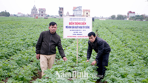HND xã Giao Phong (Giao Thủy) triển khai các mô hình trình diễn nhằm hỗ trợ nông dân nâng cao năng suất cây trồng.