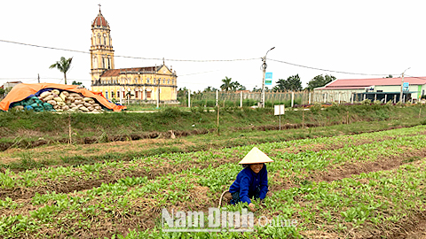 Nông dân xã Trực Hùng (Trực Ninh) chăm sóc rau an toàn được trồng theo tiêu chuẩn VietGAP để kịp phục vụ Tết Nguyên đán 2018. 