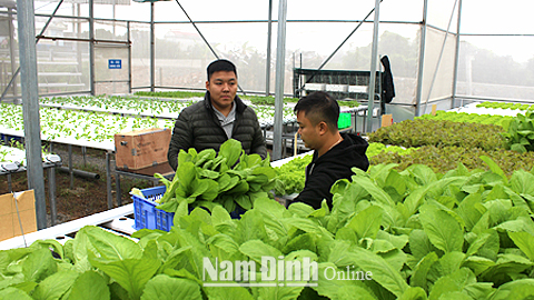 Anh Phạm Ngọc Tùng, chủ cơ sở sản xuất rau Anh Khôi Farm (bên phải) hướng dẫn cách thu hoạch rau thủy canh cho khách.