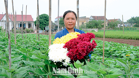 Được Ngân hàng CSXH cho vay vốn, chị Phan Thị Mai ở xóm 7, Thị trấn Quỹ Nhất (Nghĩa Hưng) đã đầu tư trồng hoa mang lại đời sống ấm no cho gia đình.