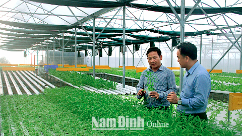 Sản xuất rau sạch theo công nghệ thủy canh tại Cty TNHH Rau quả sạch Ngọc Anh, xã Trực Hùng (Trực Ninh).