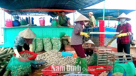 Phân loại ngao trước khi xuất bán tại khu vực nuôi xã Giao Lạc (Giao Thủy).
