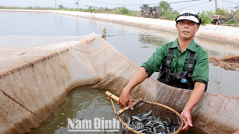 Thu hoạch cá kèo dịp Tết tại hộ anh Bùi Văn Dân, xã Bạch Long (Giao Thủy).