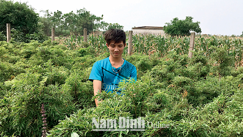 Nông dân xã Trực Hùng (Trực Ninh) chăm sóc cây đinh lăng.