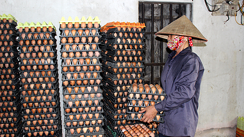 Trang trại của ông Nguyễn Văn Công, xóm Đức Thuận, xã Hải Xuân mỗi năm xuất ra thị trường theo chuỗi liên kết gần 9,5 triệu quả trứng gà.